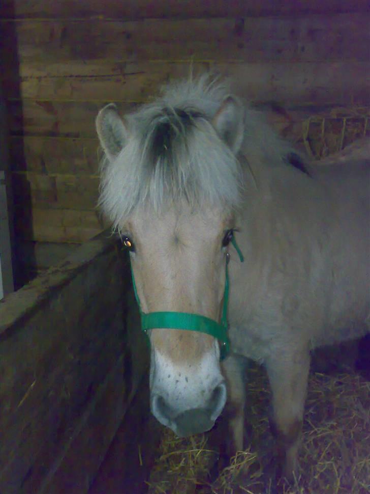 Fjordhest Baloo - Er jeg ikke bare FOR lækker? billede 1