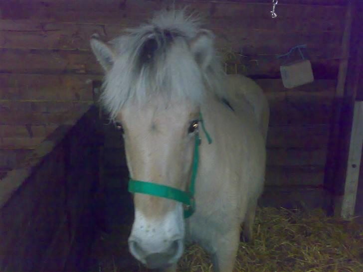 Fjordhest Baloo - Er lige landet på Falster efter en laaaaang tur fra nordjylland!! billede 2