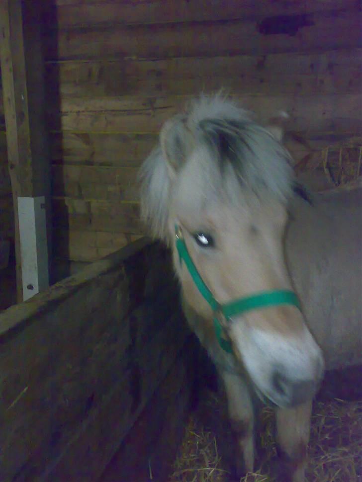 Fjordhest Baloo billede 3