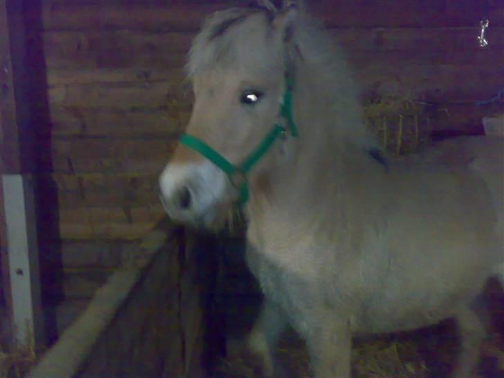 Fjordhest Baloo - Uha, det er altså meget FARLIGT det her!!! billede 4