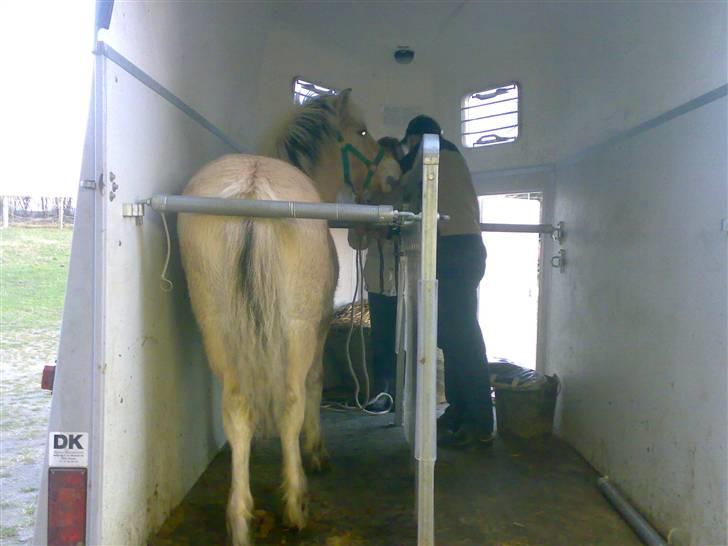 Fjordhest Baloo - LUK MIG UD!!!! billede 5