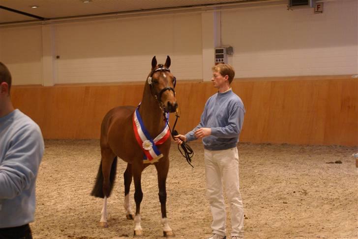 Hollandsk Sportspony Westminster Bailey - Bailey med bånd og det hele,  billede 15