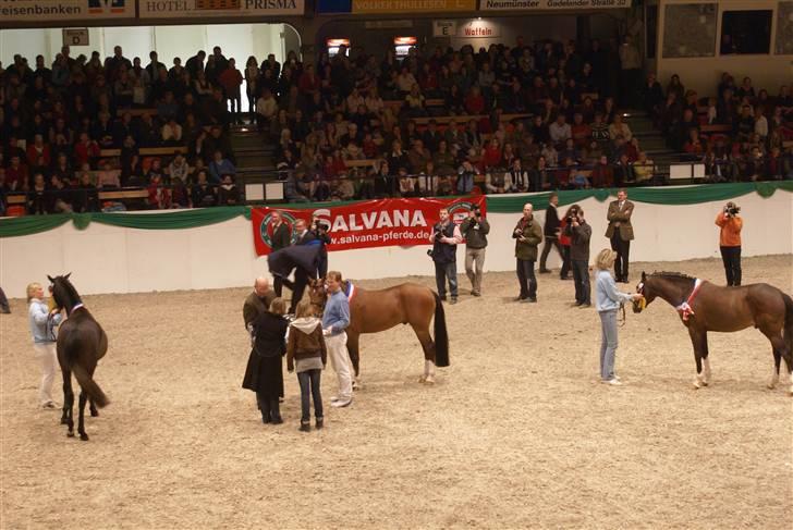 Hollandsk Sportspony Westminster Bailey - modtager præmie, det er os inde på midten i holstenhallen i Neumünster.  billede 17