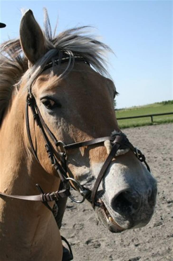 Anden særlig race Jerry (Aflivet) - - Sikke sexy han er :b <3 billede 18