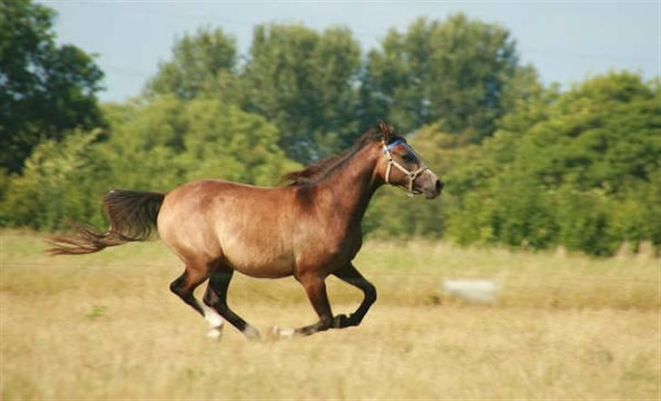 Arabisk fuldblod (OX) Cado´s Dakoda Ox 4338 R.I.P  - Han kan satme løbe stærkt. har overvejet, om han skulle være fremtidig Galophest. billede 11