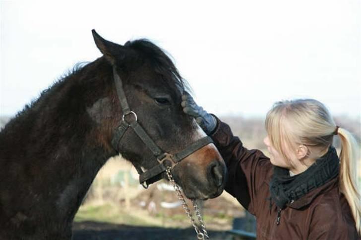 Arabisk fuldblod (OX) Cado´s Dakoda Ox 4338 R.I.P  - Her kan i vel se hvor dejlig han er? Elsker virkelig den hest! billede 13