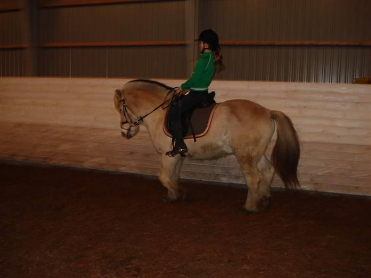 Fjordhest Houdini *har redet* - Lidt dresur kan man da oss... billede 17