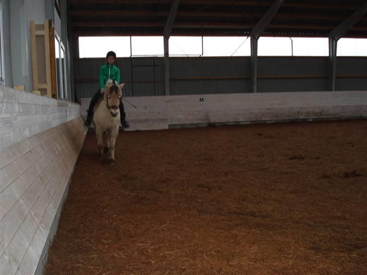 Fjordhest Houdini *har redet* billede 18