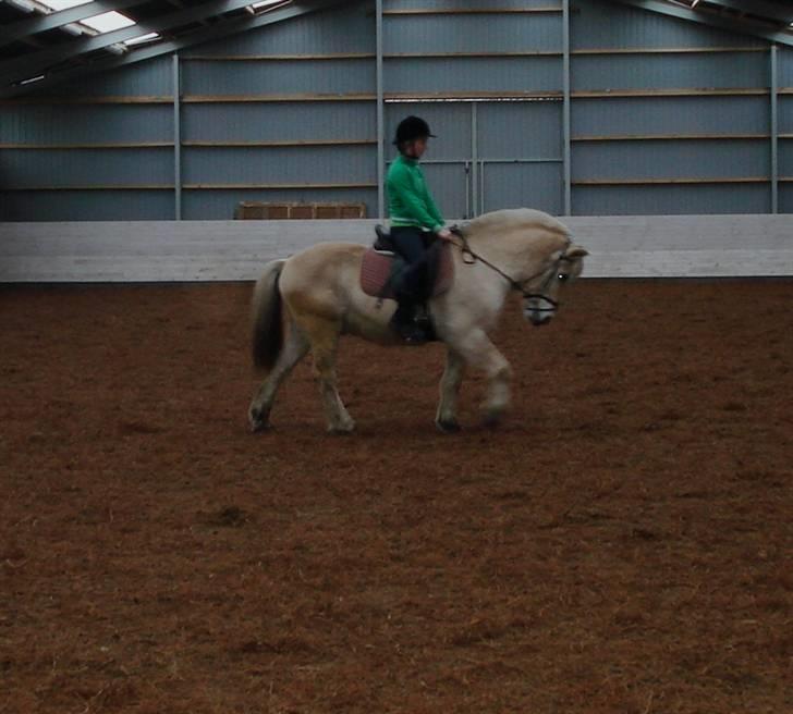 Fjordhest Houdini *har redet* - Fine lille Hodde. billede 19