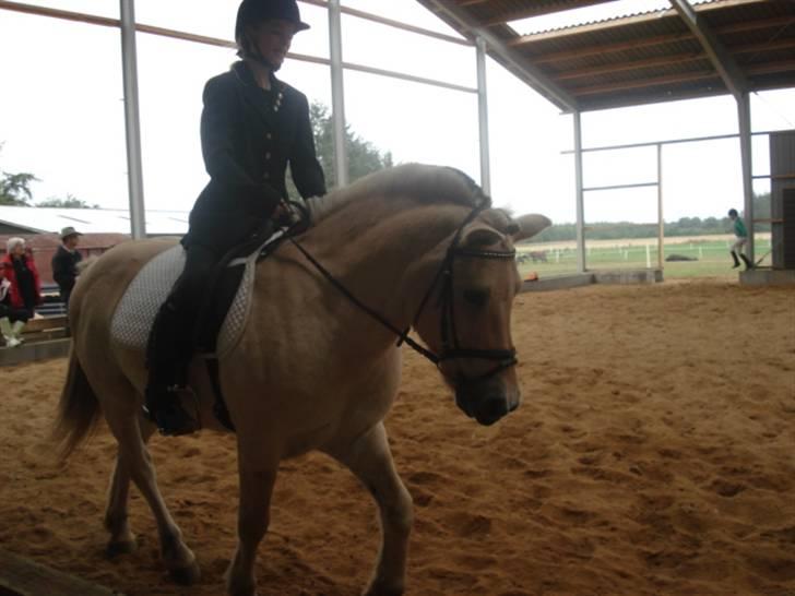 Fjordhest Houdini *har redet* - Opvarmning til stævne. d. 2 sep. 07 billede 20