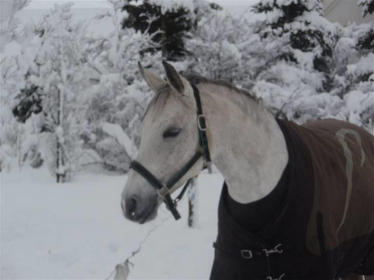 DSP Michel  - en kold vinter dag 2008 billede 14