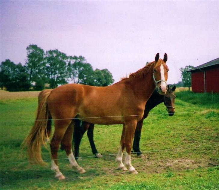 Frederiksborg Jupiter  billede 3