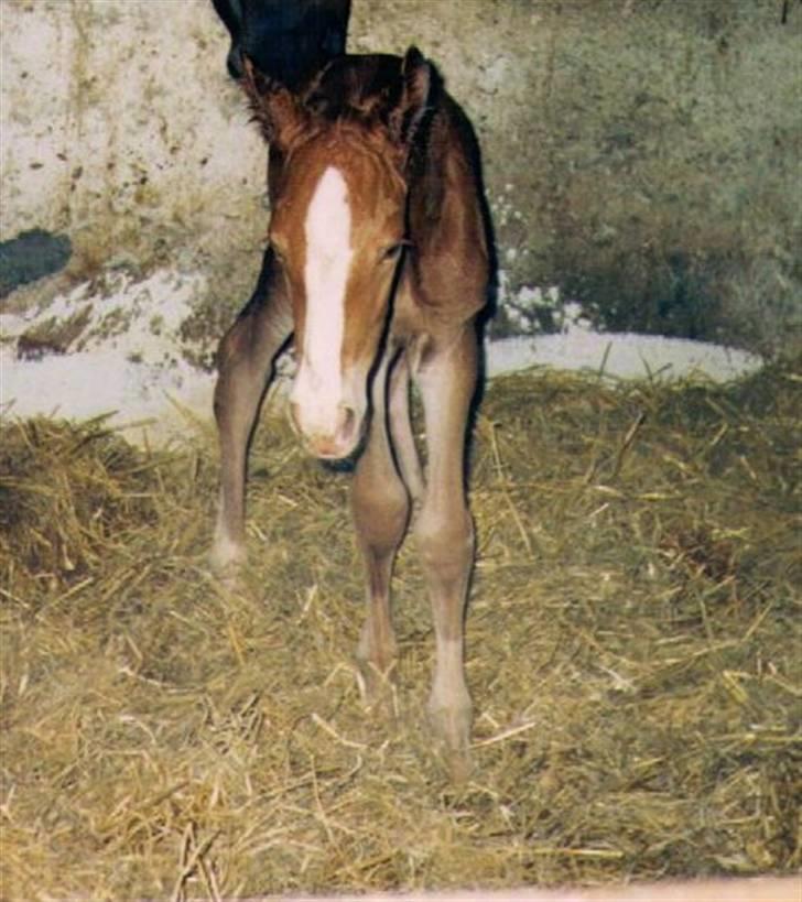 Frederiksborg Jupiter  billede 4