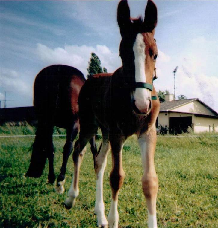 Frederiksborg Jupiter  billede 5