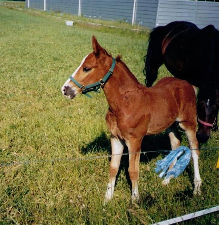 Frederiksborg Jupiter  billede 6