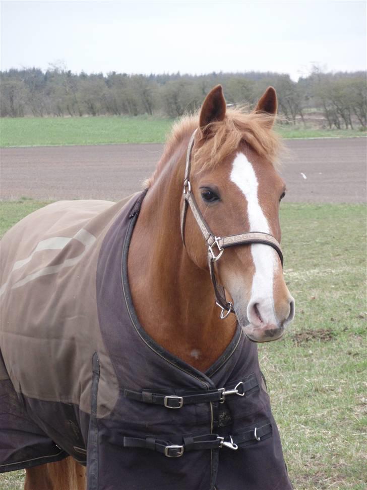 DSP Amie - Herning 2008 FØRSTE stævne :D billede 14