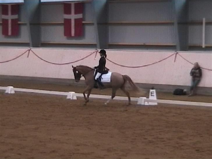 DSP Amie - vores første stævne  billede 15