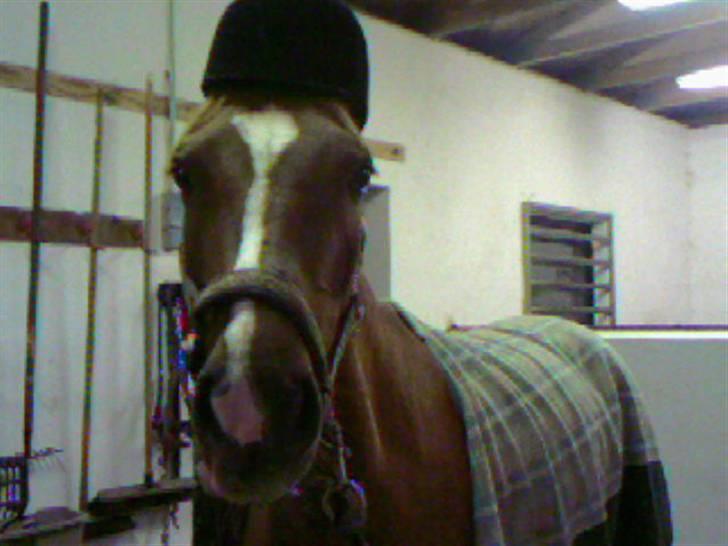 Arabisk fuldblod (OX) Carola Lykke (Solgt :`( ) - Har lige været til undervisning heeh=) billede 3