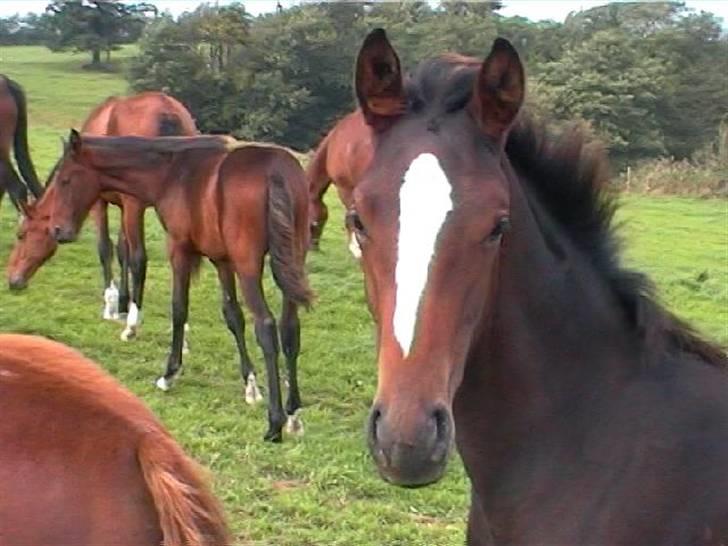 Dansk Varmblod Miss Lightfoot - Hun er da bare kær som føl<3 billede 5