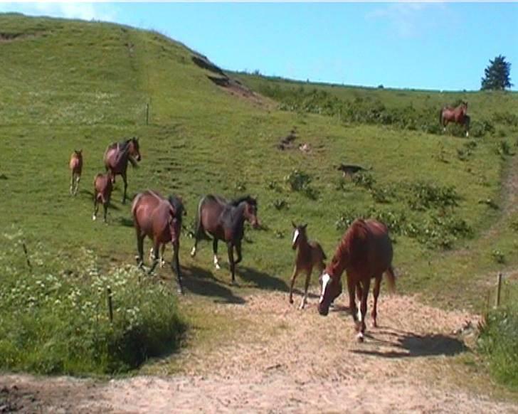 Dansk Varmblod Miss Lightfoot - Miss da hun kun var et meget lille føl og hendes mor der løber forrest. :D billede 7