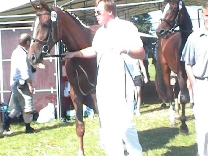 Dansk Varmblod Miss Lightfoot - Her er Miss Lightfoot så til dyreskue som 2 årring billede 8