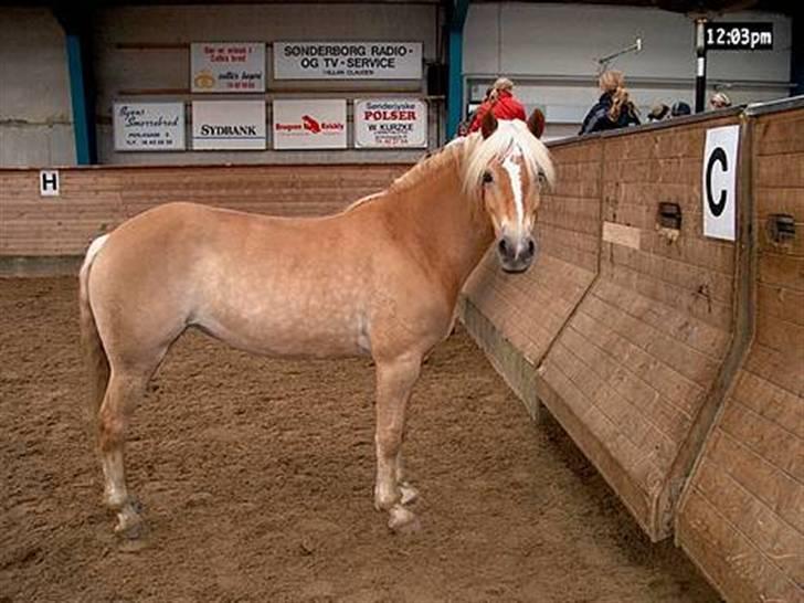 Tyroler Haflinger Labia billede 20