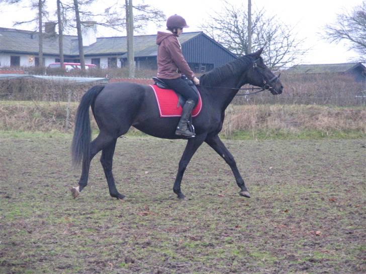 Dansk Varmblod Shania (død) - 18. Shania og jeg er ved at skridte af - 8. gang med rytter - 12. februar 2008 billede 18