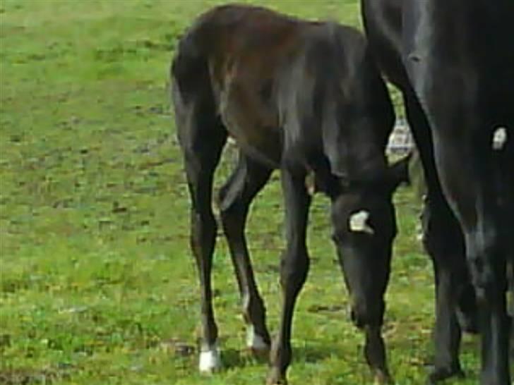 DSP Meinertz Proline solgt - på fold. en uge gammel billede 1