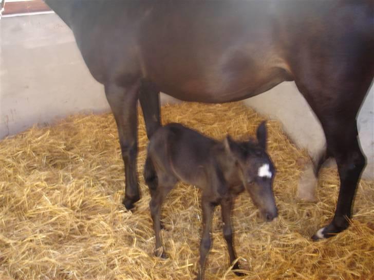 DSP Meinertz Proline solgt - dagen efter han blev født. han kan lige gå under hans mors mave. uden at rør billede 2