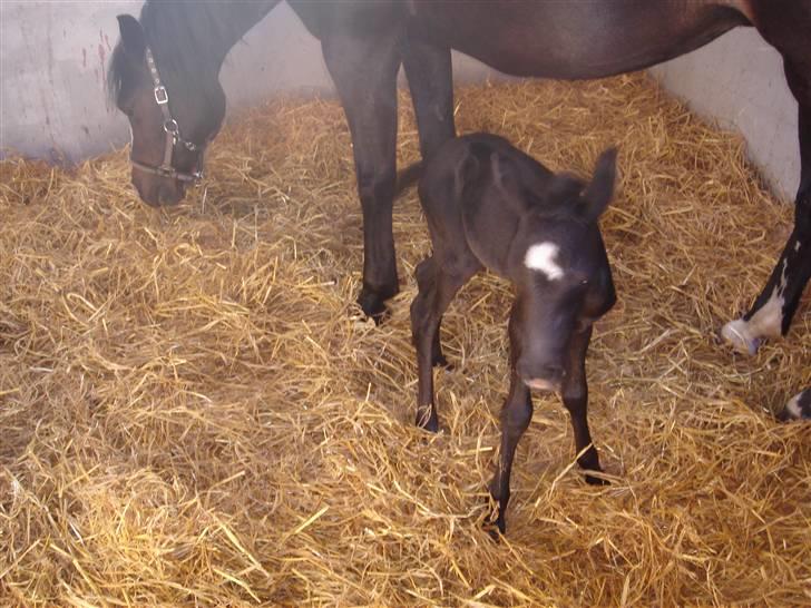 DSP Meinertz Proline solgt billede 3