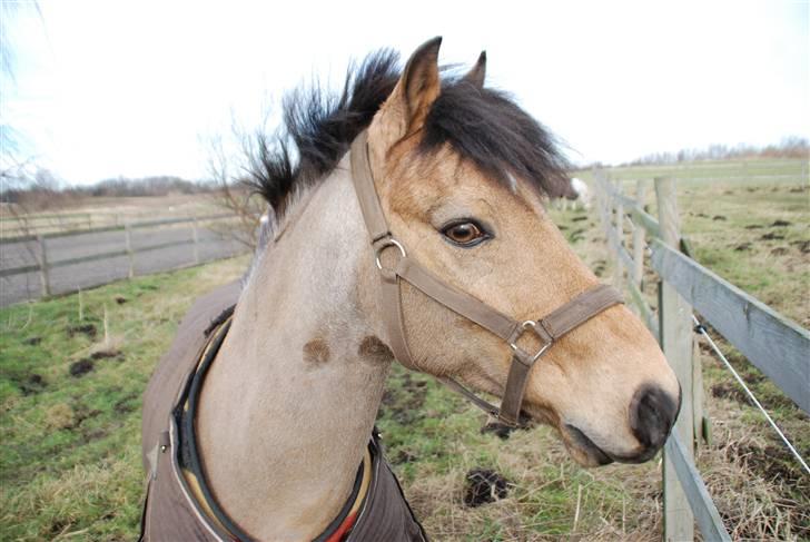 Irsk Sportspony Yellow Star solgt - Yellow på fold <3 billede 1