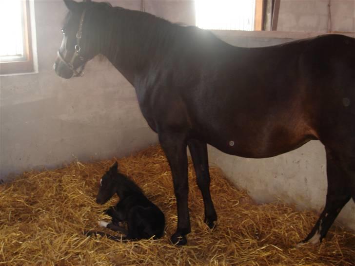 DSP Meinertz Proline solgt billede 4