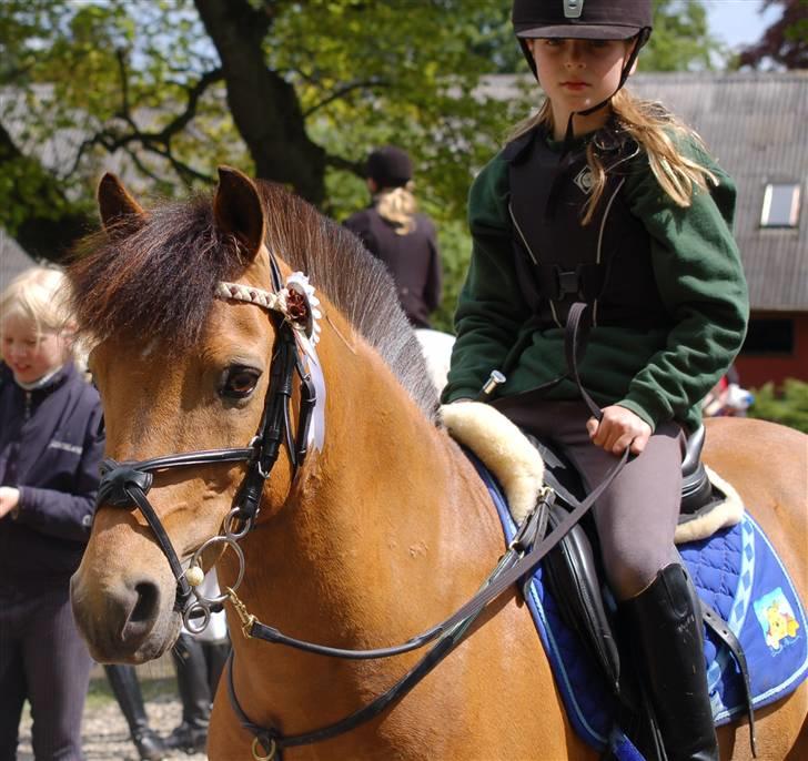 Irsk Sportspony Yellow Star solgt - yellow mig fejlfri rundte sidder og venter på jeg skal ride mb´en 2006 <3 billede 4