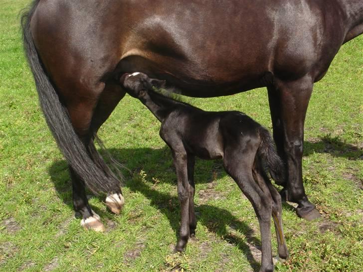 DSP Meinertz Proline solgt billede 5