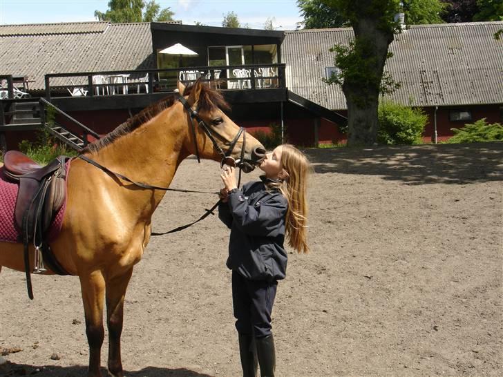 Irsk Sportspony Yellow Star solgt - Da jeg næsten lige havde fået ham <3 billede 6