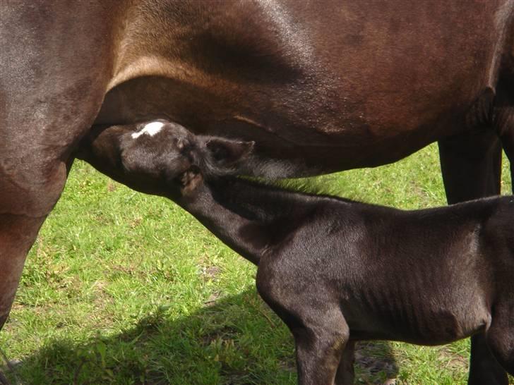 DSP Meinertz Proline solgt billede 7