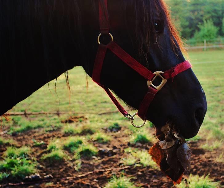 Welsh Cob (sec D) Dynamite Survivor *Buster* - Efterår o9 billede 3