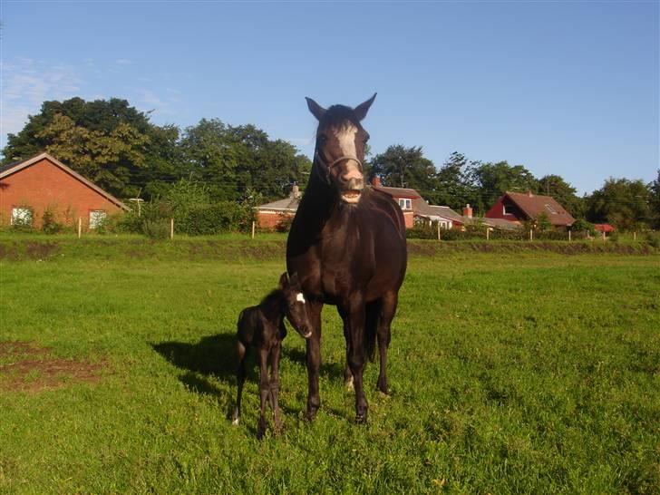 DSP Meinertz Proline solgt billede 9