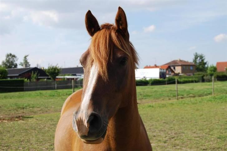 Anden særlig race Low Länder (NU TILBAGE IGEN) billede 6