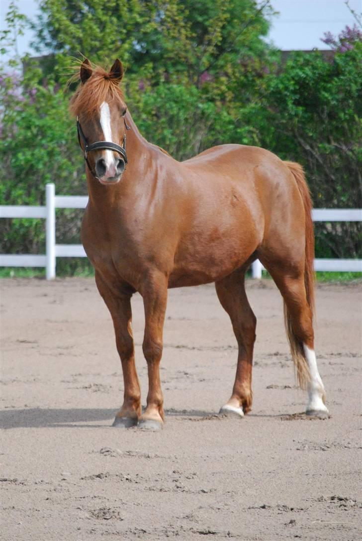 Anden særlig race Low Länder (NU TILBAGE IGEN) billede 7