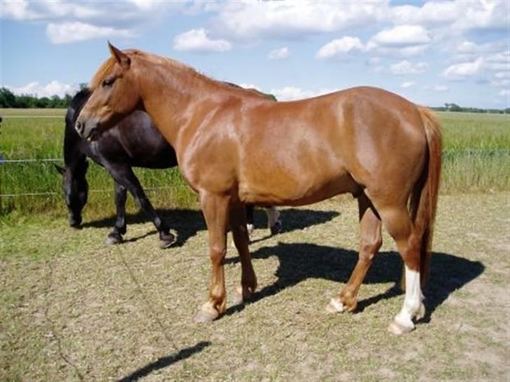 Anden særlig race Low Länder (NU TILBAGE IGEN) billede 11