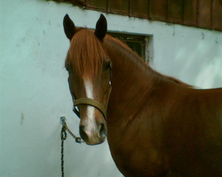 Anden særlig race Low Länder (NU TILBAGE IGEN) billede 13