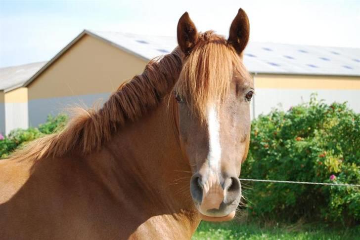 Anden særlig race Low Länder (NU TILBAGE IGEN) billede 14