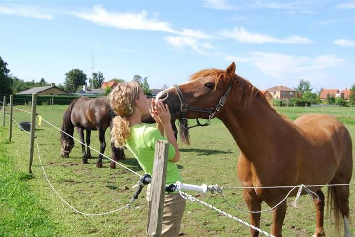 Anden særlig race Low Länder (NU TILBAGE IGEN) billede 15