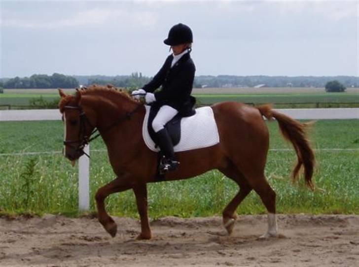 Anden særlig race Low Länder (NU TILBAGE IGEN) - Vores første stævne - endte men en 2 plads. billede 9
