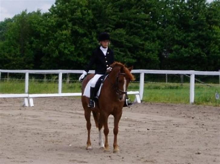 Anden særlig race Low Länder (NU TILBAGE IGEN) - Vores første stævne. billede 16