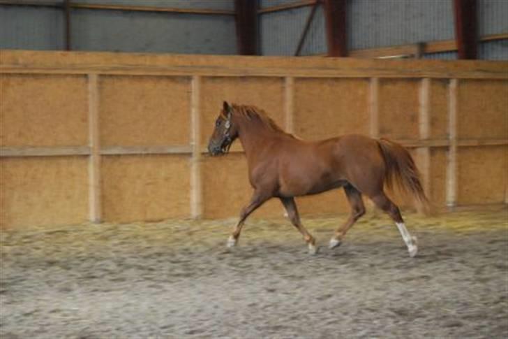 Anden særlig race Low Länder (NU TILBAGE IGEN) - Fri i ridhuset. billede 17