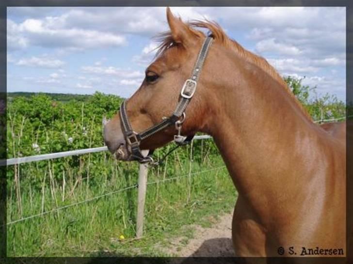 Anden særlig race Low Länder (NU TILBAGE IGEN) billede 12
