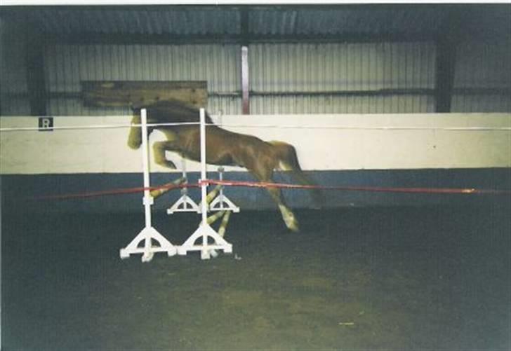 Anden særlig race Low Länder (NU TILBAGE IGEN) - Springning. billede 10