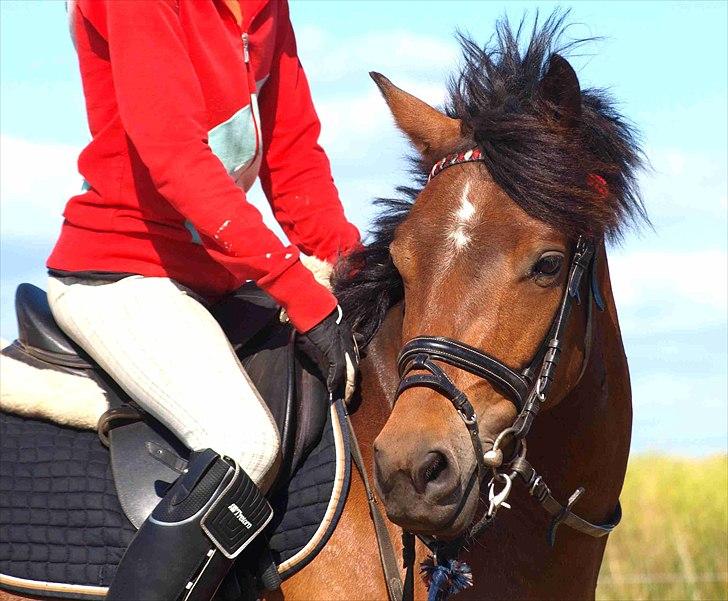 Anden særlig race Skovbys Chester Brown - Sommer 2010.    billede 9